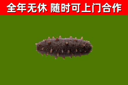 毕节市烟酒回收干海参.jpg